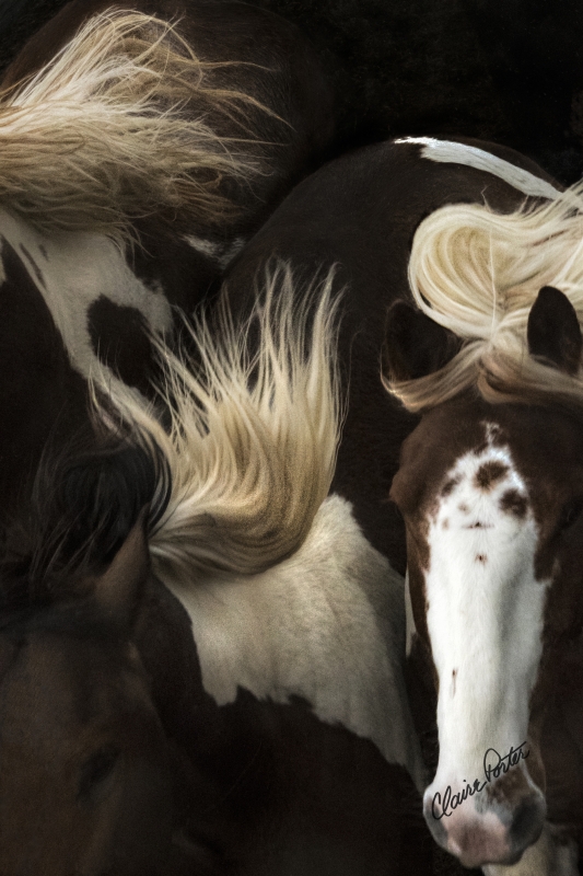 Painted Manes by artist Claire Porter